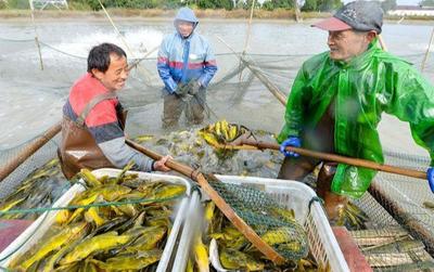 塘鲺鱼刚上市就卖不动,塘口还有积压,养殖户:今年这是咋了?